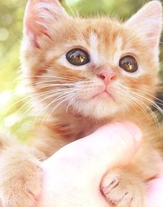 小貓跳出來3DDVD中字