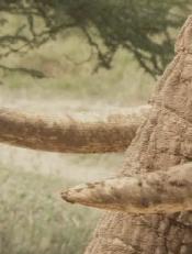 大象的神秘生活