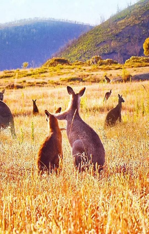 <b><font color='#FF0000'>袋鼠谷</font></b>