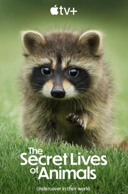 <b><font color='#FF0000'>动物的秘密生活</font></b>