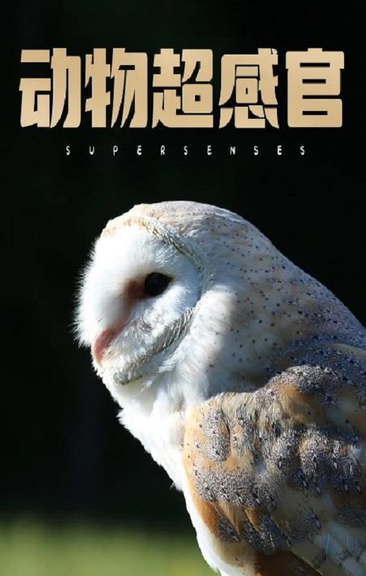 <b><font color='#FF0000'>动物超感官</font></b>