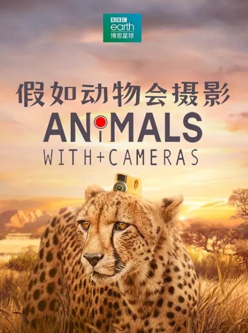 <b><font color='#FF0000'>假如动物会摄影</font></b>