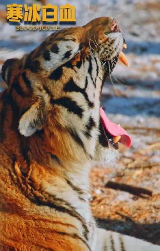 <b><font color='#FF0000'>寒冰白血</font></b>