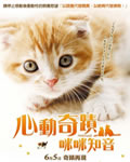 小猫奇缘/心动奇迹2：