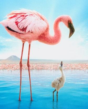 红色翅膀：火烈鸟故事