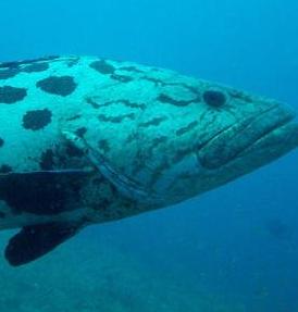 海洋BD中英双字1280高清