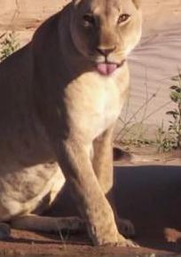 行星地球特别版：沙漠