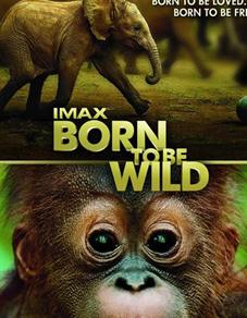 回归野性/天生狂野B