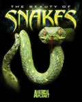动物星球：蛇之惊艳奇