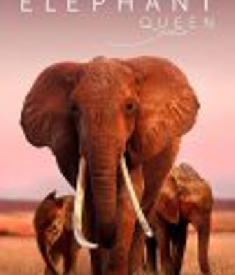 <b><font color='#FF0000'>大象女王</font></b>