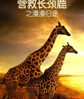 营救长颈鹿之漫漫归途