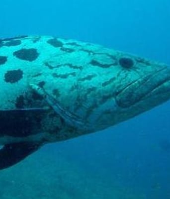 海洋BD中英双字1280高清