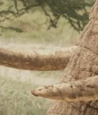 大象的神秘生活