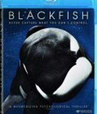 <b><font color='#FF0000'>黑鲸鱼</font></b>