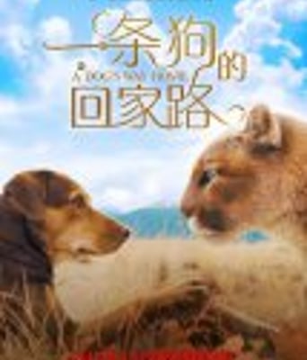 <b><font color='#FF0000'>一条狗的回家路</font></b>