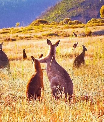 <b><font color='#FF0000'>袋鼠谷</font></b>