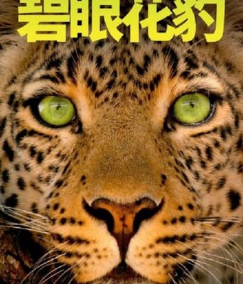 <b><font color='#FF0000'>碧眼花豹</font></b>