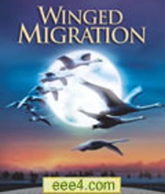 迁徙的鸟/鸟与梦飞行